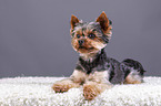 lying Yorkshire Terrier