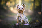 sitting Yorkshire Terrier