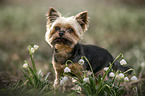 standing Yorkshire Terrier
