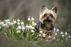 standing Yorkshire Terrier