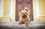 lying Yorkshire Terrier