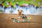 lying Yorkshire Terrier