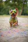 Yorkshire Terrier with holi colour