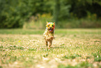 Yorkshire Terrier with holi colour