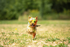 Yorkshire Terrier with holi colour