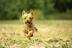 Yorkshire Terrier with holi colour