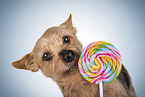 Yorkshire Terrier Portrait