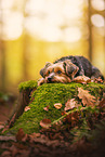 Yorkshire Terrier in autumn