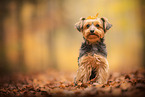 Yorkshire Terrier in autumn