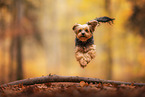 Yorkshire Terrier in autumn