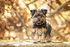 Yorkshire Terrier in autumn