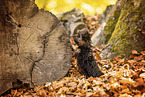 Yorkshire Terrier in autumn