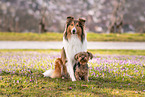 2 dogs