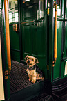 Yorkshire Terrier