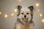 Yorkshire Terrier in christmas decoration