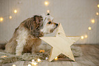 Yorkshire Terrier in christmas decoration