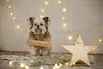 Yorkshire Terrier in christmas decoration