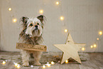 Yorkshire Terrier in christmas decoration