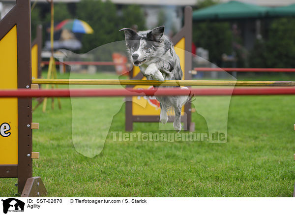 Agility / Agility / SST-02670