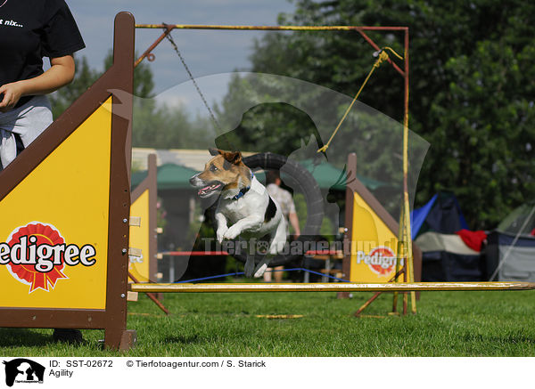 Agility / Agility / SST-02672