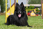 Groenendael