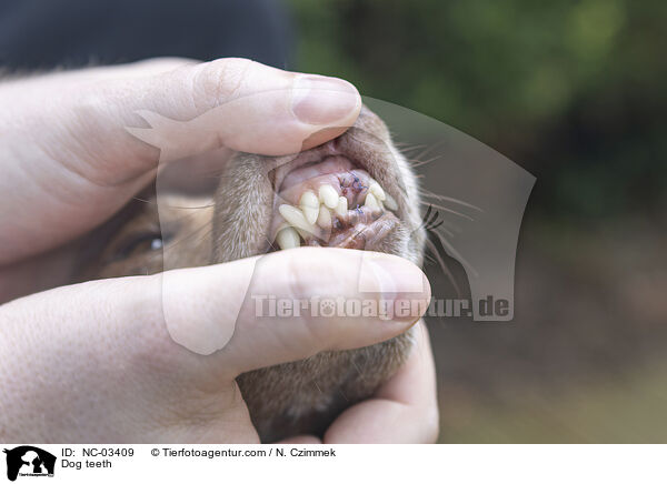 Hundegebiss / Dog teeth / NC-03409