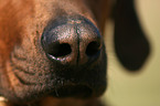 dogs nose
