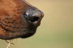 dogs nose