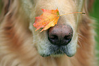 dog nose