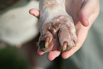 garbled paw