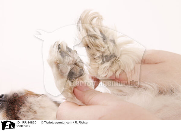 dogs care / RR-34830