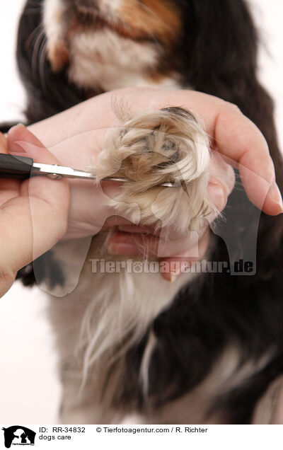 dogs care / RR-34832