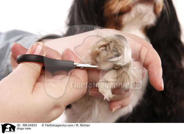 dogs care / RR-34833