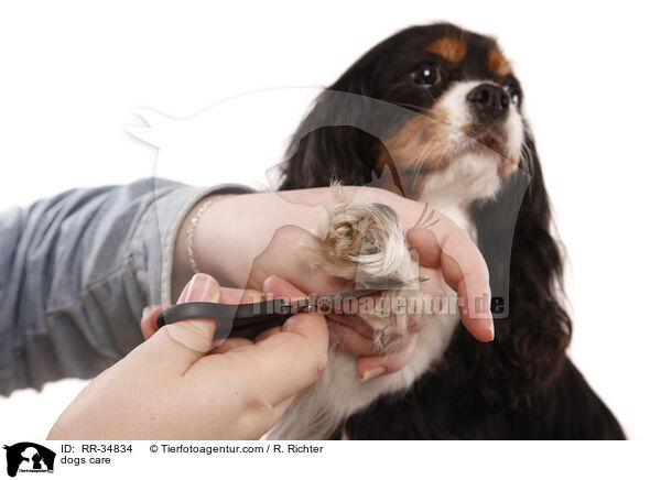 dogs care / RR-34834