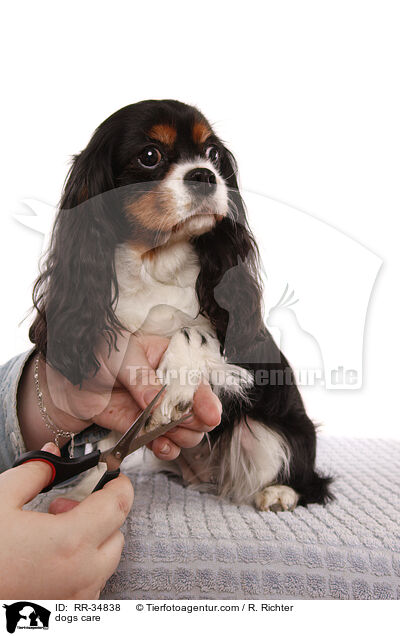 dogs care / RR-34838
