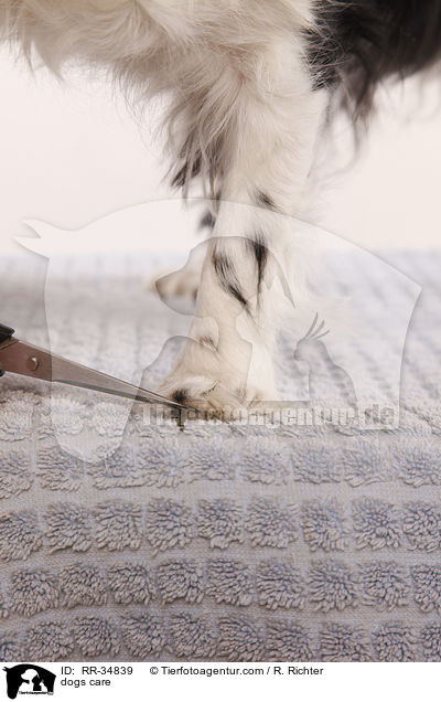 dogs care / RR-34839