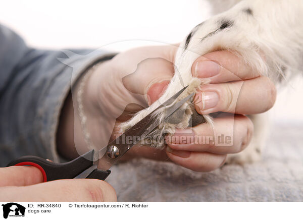 dogs care / RR-34840