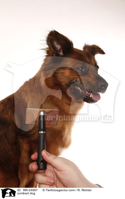 Hund wird gekmmt / combed dog / RR-34967