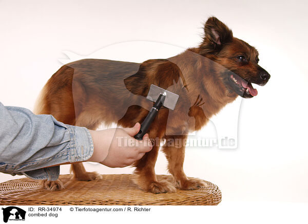 Hund wird gekmmt / combed dog / RR-34974