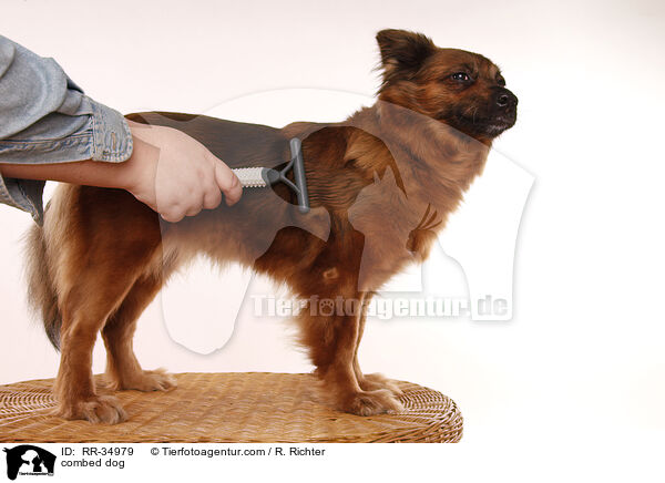 Hund wird gekmmt / combed dog / RR-34979