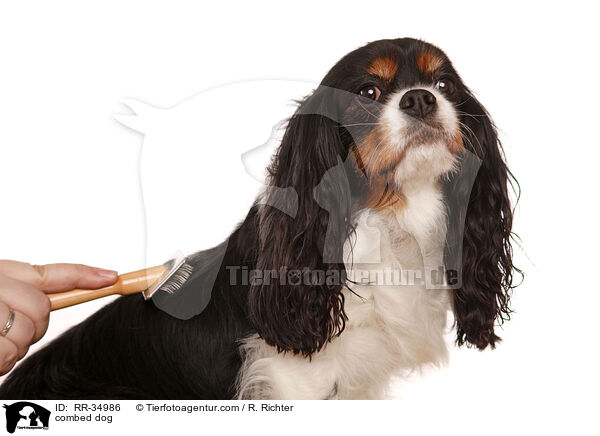 Hund wird gekmmt / combed dog / RR-34986