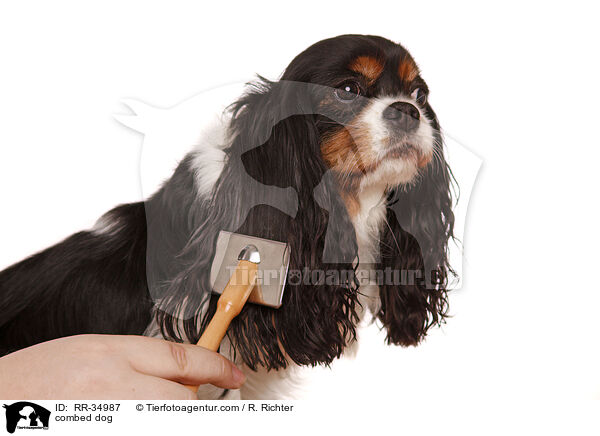 Hund wird gekmmt / combed dog / RR-34987