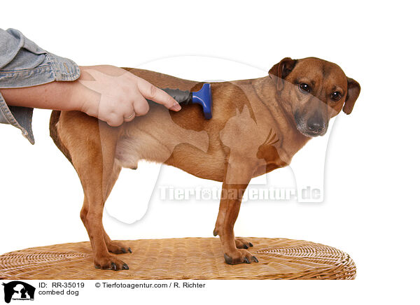 Hund wird gekmmt / combed dog / RR-35019