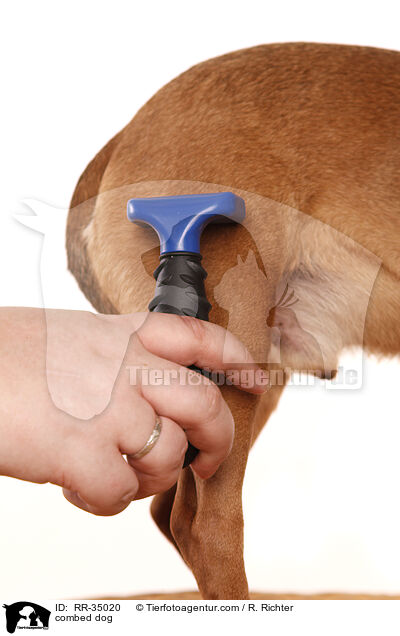 Hund wird gekmmt / combed dog / RR-35020