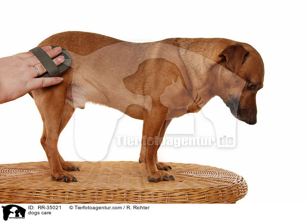 Hundepflege / dogs care / RR-35021