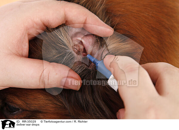 Ohrentropfen verabreichen / deliver ear drops / RR-35029