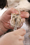 dogs care