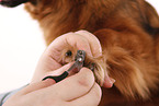 cut claws