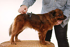 combed dog