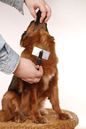 combed dog